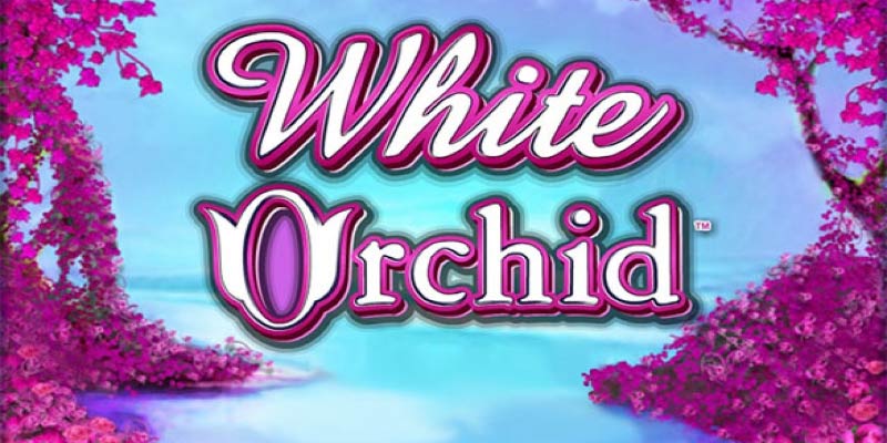 Unveiling White Orchid: A Slot Adventure Like No Other